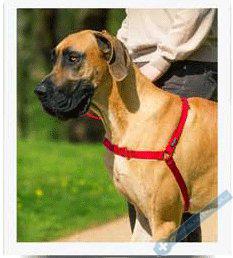 PetSafe Postroj EasyWalk erven L