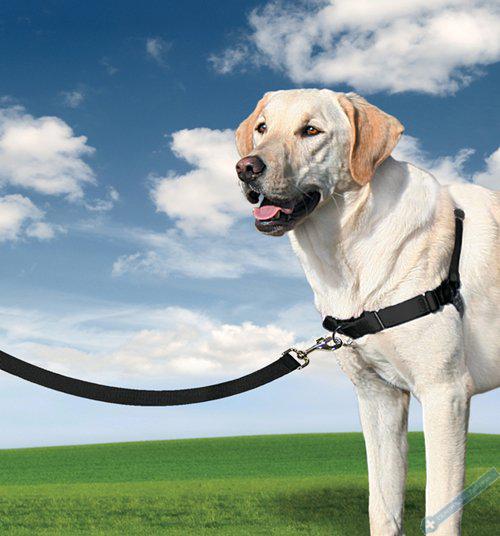 PetSafe Postroj EasyWalk ern M