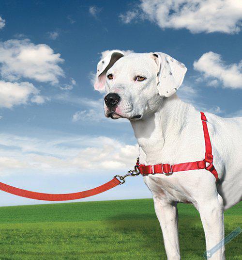 PetSafe Postroj EasyWalk erven M