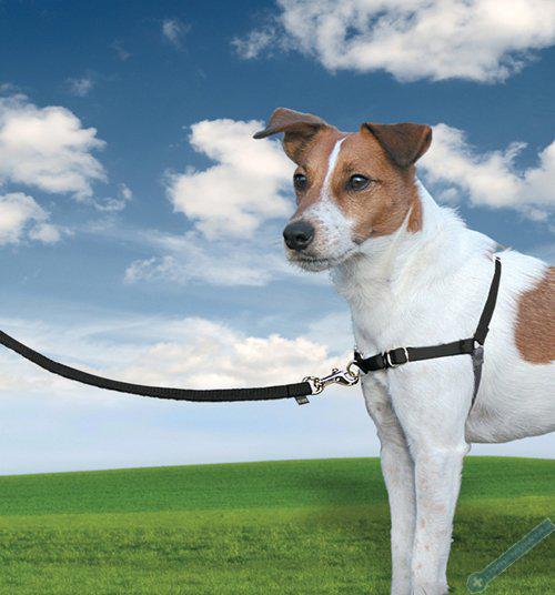 PetSafe Postroj EasyWalk ern S