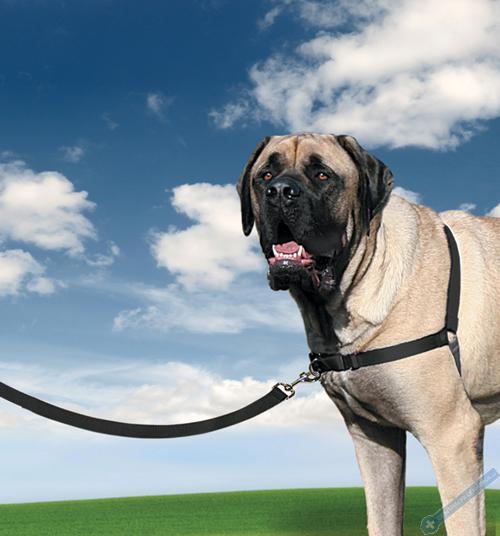 PetSafe Postroj EasyWalk ern XL
