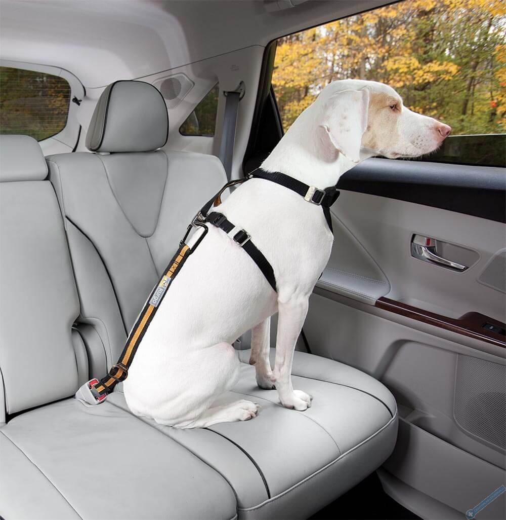 Kurgo® Bezpečnostní pás pro psa do auta Direct to Seatbelt Tether oranžový