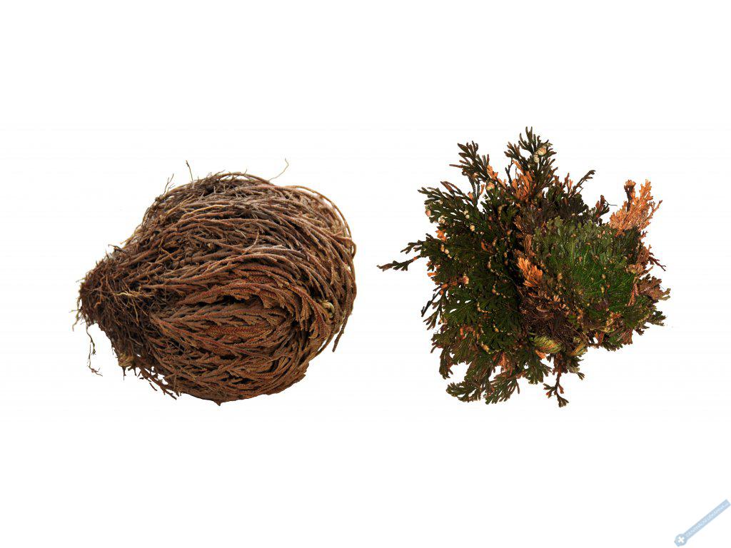 Lucky Reptile "Rose of Jericho" 50 g