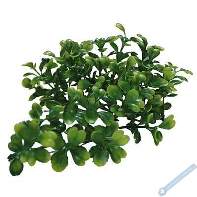 Lucky Reptile Turtle Plants Horn Fern cca 40 cm