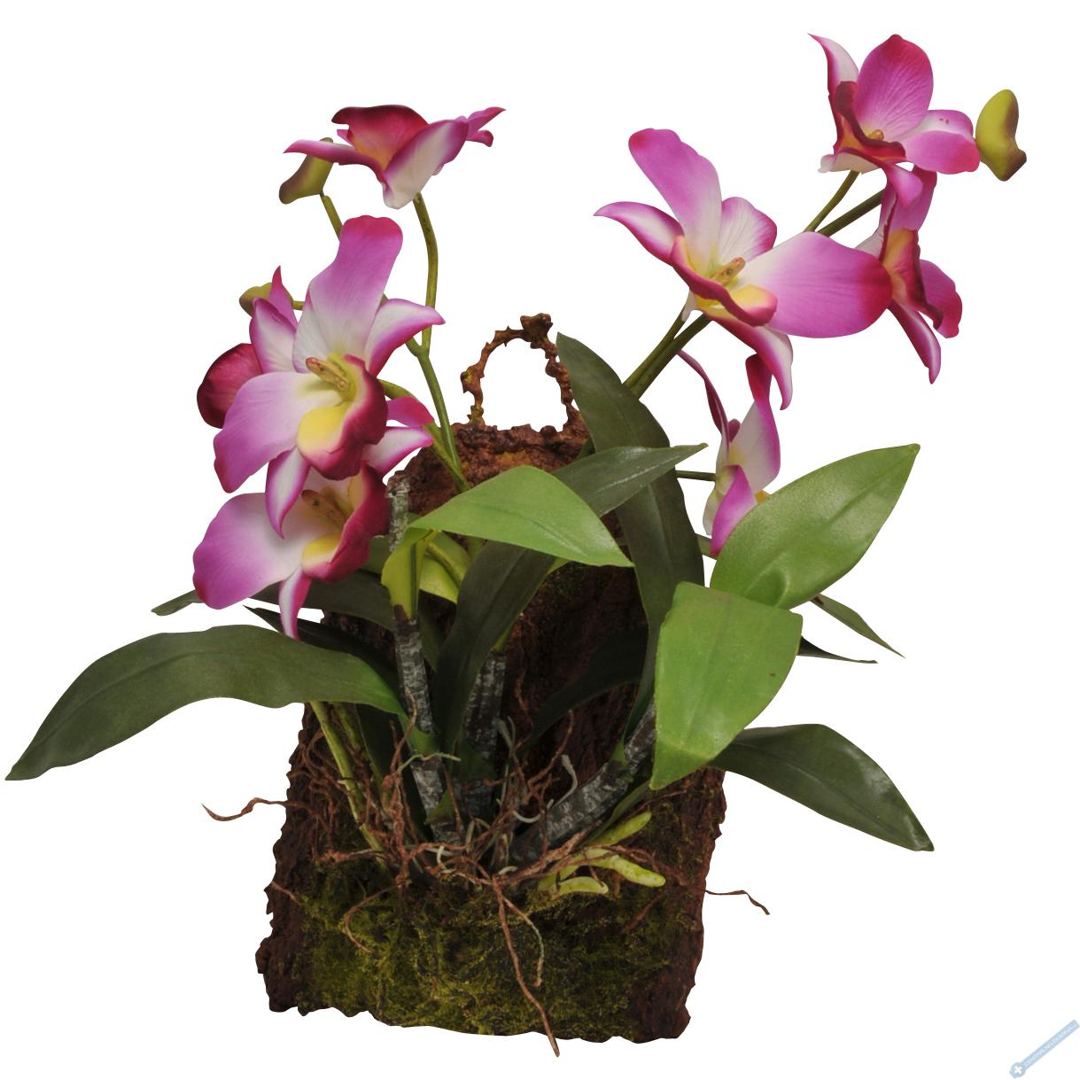 Lucky Reptile Jungle Plants kvetoucí Závěsná orchidej - purpurová cca 20x30 cm