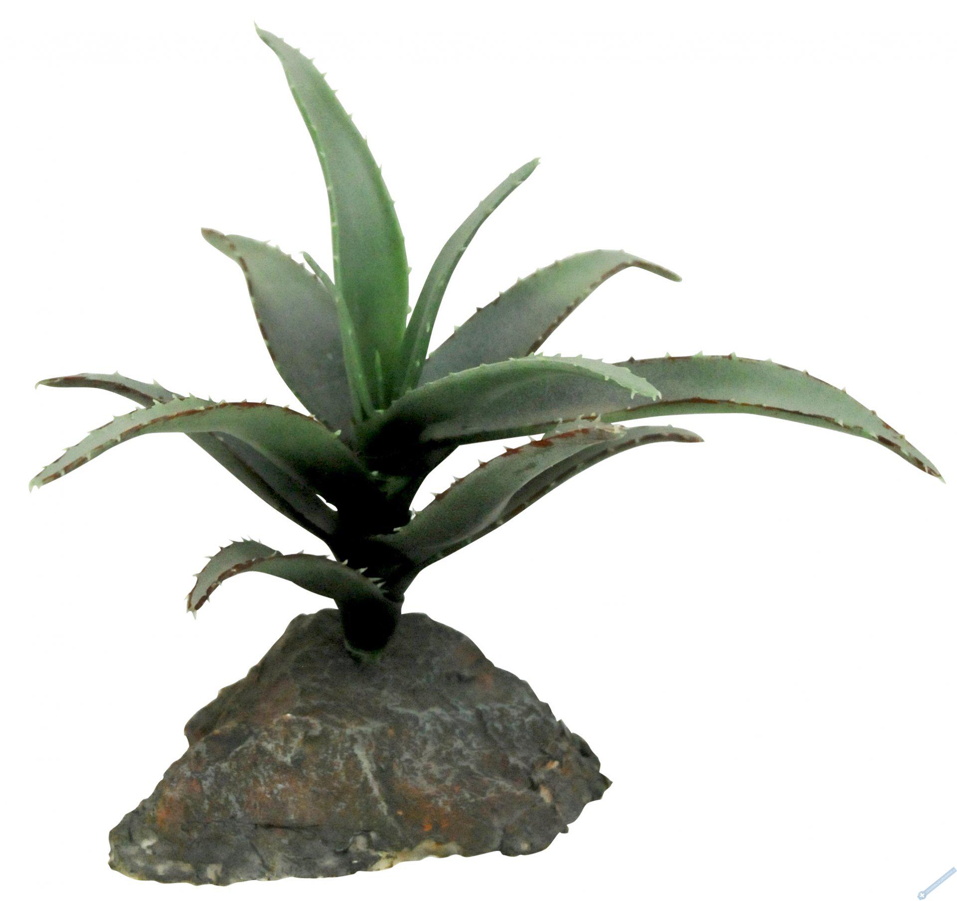 Lucky Reptile-Sukulenty Agave mal, cca 10 cm