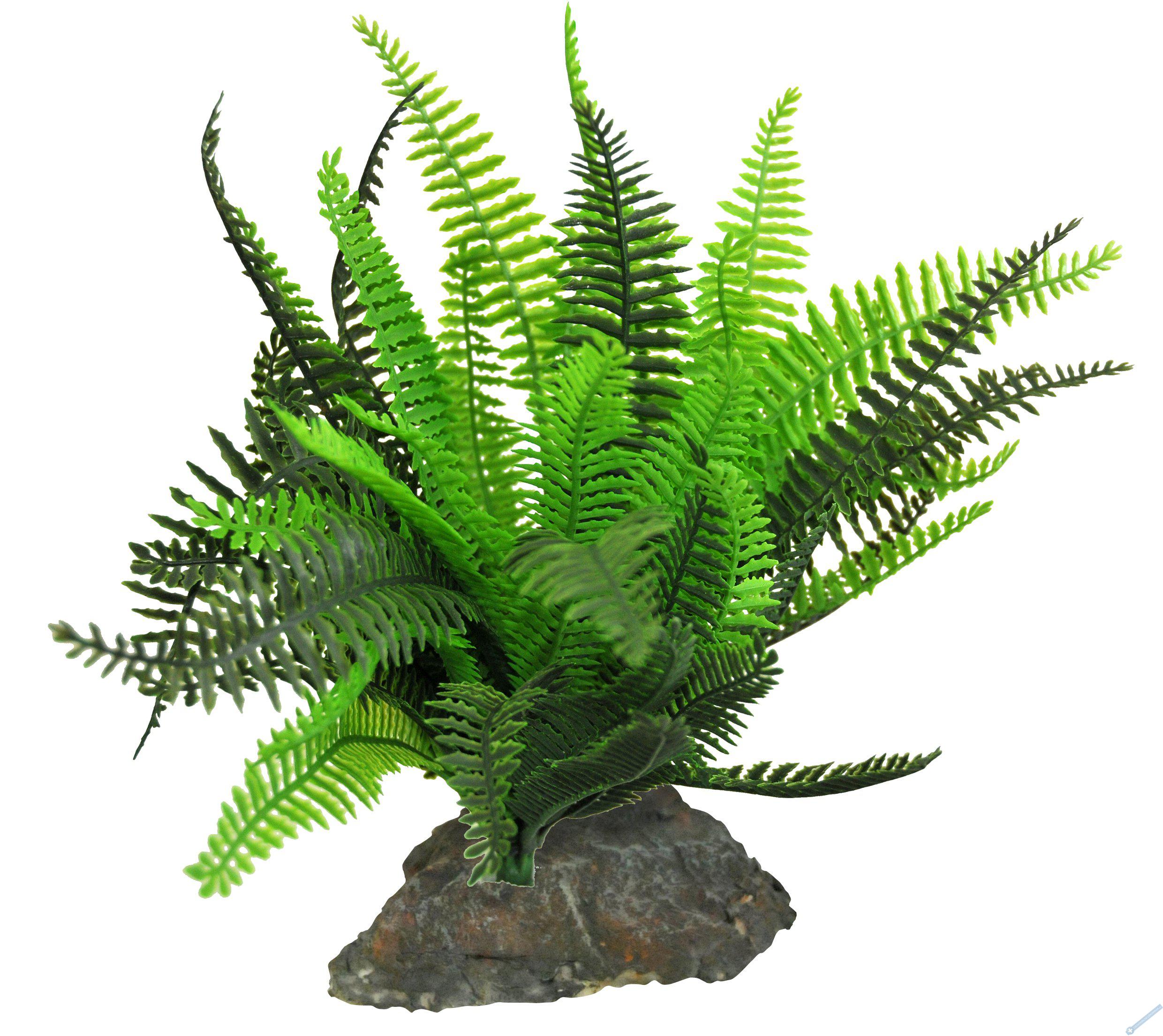 Lucky Reptile Fern cca 25 cm