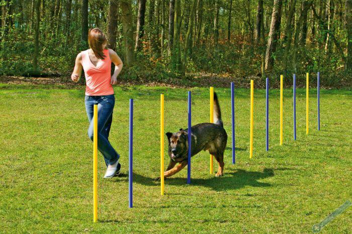 Karlie Agility slalom lut/modr 12x100cm